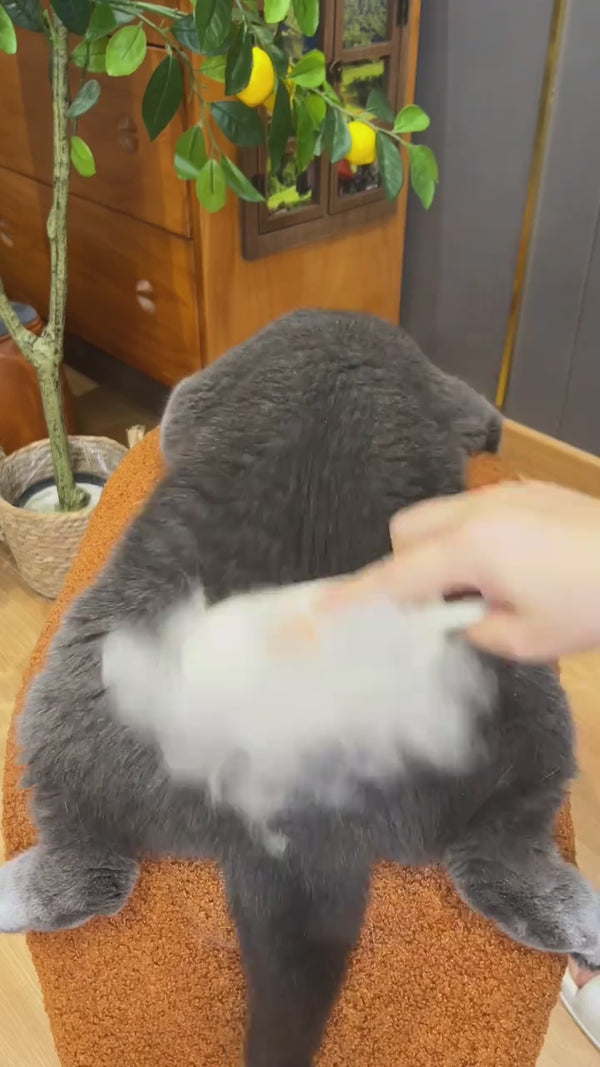 Cepillo a vapor recogiendo pelo de un gato gris