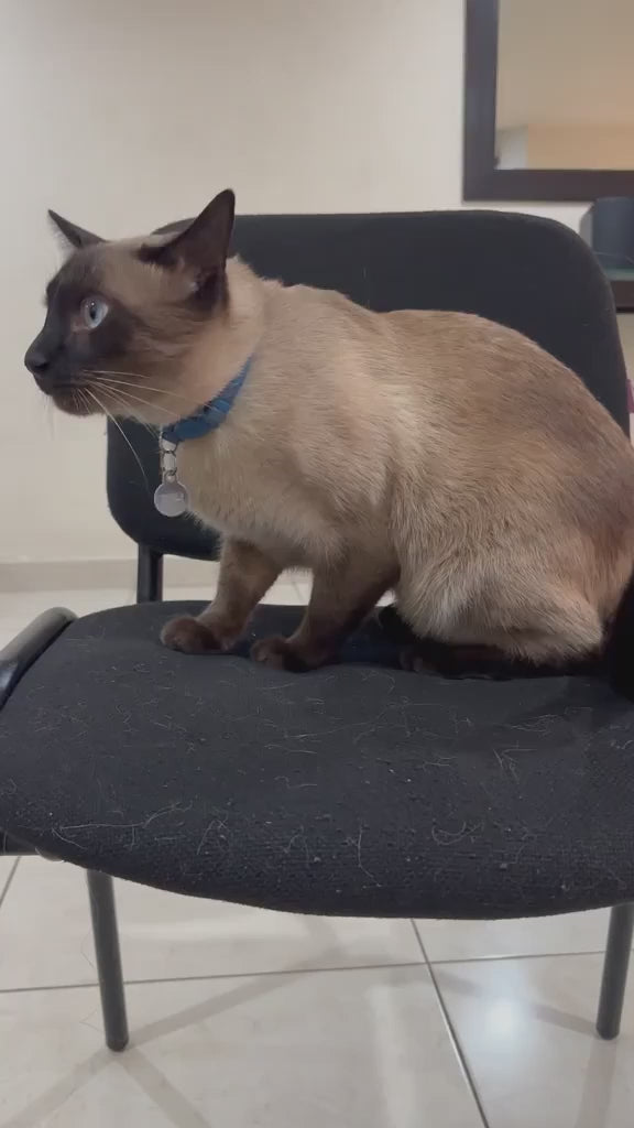 Guante CROSENS quitando pelo de una silla